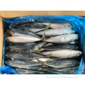 Pacific Mackerel de alta calidad 6-8pcs/kg para enlatar